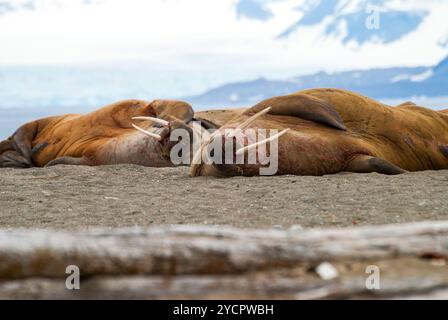 Trichechi che giacciono sulla riva delle Svalbard, Norvegia Foto Stock