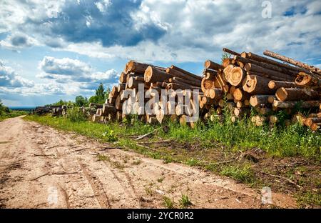 Pile di legname lungo la strada forestale in estate Foto Stock