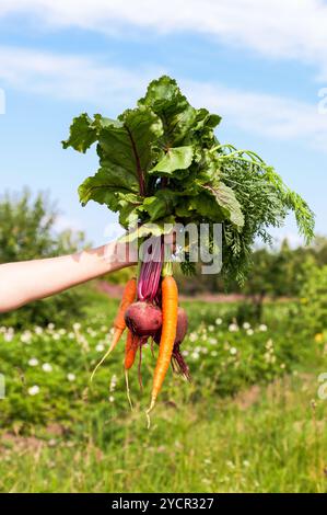 Mano azienda bundle fresco di verdure su verde dello sfondo dei campi Foto Stock