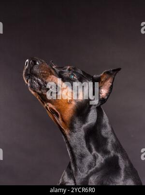 Doberman Pincher su sfondo nero. Foto Stock