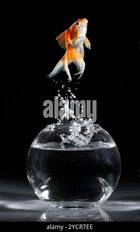 Goldfish salta verso l'alto da un acquario su uno sfondo scuro Foto Stock