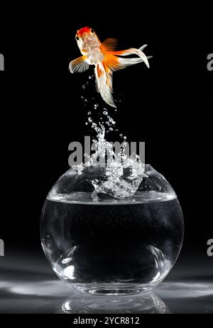 Goldfish salta verso l'alto da un acquario su uno sfondo scuro Foto Stock