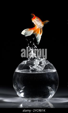 Goldfish salta verso l'alto da un acquario su uno sfondo scuro Foto Stock