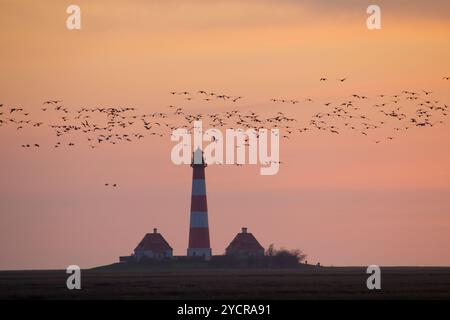 Faro di Westerheversand, oche di Barnacle, Branta leucopsis, Westerhever, Eiderstedt, Frisia settentrionale, Schleswig-Holstein, Germania Foto Stock