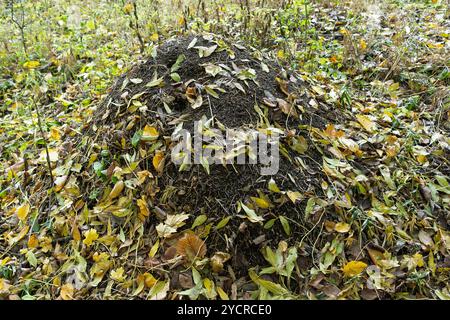 Una collina di formiche in una foresta, coperta da foglie autunnali cadute, che si fonde con l'ambiente boschivo naturale, mettendo in risalto l'armonia della natura. Foto Stock