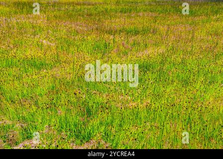 Erba sfondo reed a Liepaja Lake, Lettonia Foto Stock