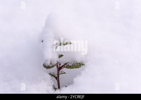 Le foglie appassite e le foglie con uno strato di neve in cima vengono catturate in un ambiente tranquillo, mostrando la bellezza dell'inverno mentre i fiocchi di neve si aggrappano dolcemente al PL Foto Stock