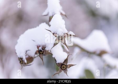 Le foglie appassite e le foglie con uno strato di neve in cima vengono catturate in un ambiente tranquillo, mostrando la bellezza dell'inverno mentre i fiocchi di neve si aggrappano dolcemente al PL Foto Stock