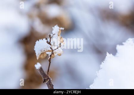 Le foglie appassite e le foglie con uno strato di neve in cima vengono catturate in un ambiente tranquillo, mostrando la bellezza dell'inverno mentre i fiocchi di neve si aggrappano dolcemente al PL Foto Stock