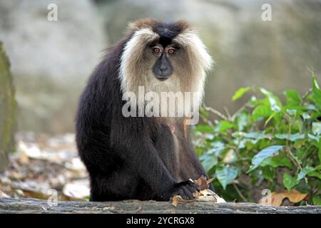 Scimmia barba (Macaca silenus), Wanderu, adulto, India, Asia Foto Stock