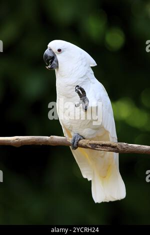 Cockatoo bianco crestato (Cacatua alba), adulto, chiamata, bazar, filiale, sala d'attesa, Indonesia, Asia Foto Stock