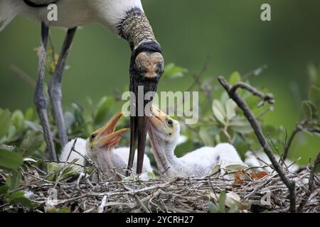 Cicogna (Mycteria americana), adulto, giovanile, nido, albero, giovani, adulti, alimentazione, Florida, Stati Uniti, nord America Foto Stock