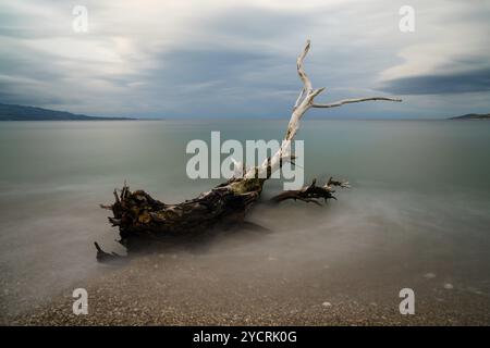 Vecchio albero di driftwood su una spiaggia rocciosa con acqua turchese dietro sotto un cielo coperto Foto Stock