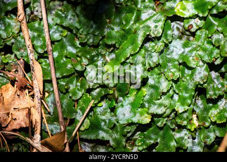 Primo piano della pianta di Conocephalum conicum, luce del sole Foto Stock