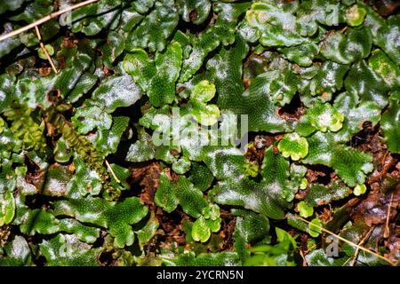 Primo piano della pianta di Conocephalum conicum, luce del sole Foto Stock