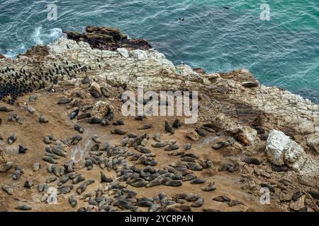 Colonia di foche su un affioramento roccioso su Robberg Island, Robberg Nature Reserve, Garden Route National Park, Western Cape, Sud Africa Foto Stock