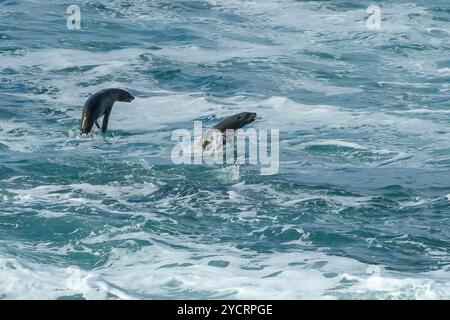 Due foche cacciano in mare al largo di Robberg Island, Robberg Nature Reserve, Garden Route National Park, Western Cape, Sud Africa Foto Stock