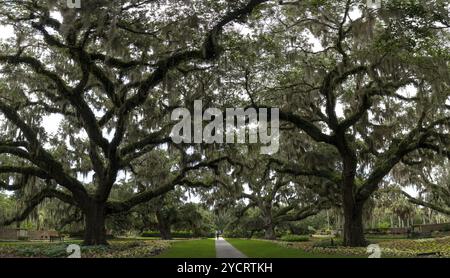 Murrells Inlet, Stati Uniti, 21 giugno, 2023: panoramica panoramica della Live Oak Allee a Brookgreen Gardens, Nord America Foto Stock