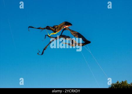 Aquiloni neri nel cielo Foto Stock