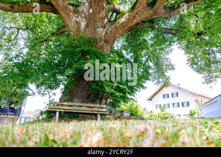 Tiglio di 350 anni (Tilia Platyphyllos) a Pemmering, vicino a Isen, in alta Baviera, in Germania Foto Stock