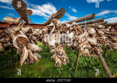 Le teste dei pesci si asciugano sui rack Foto Stock