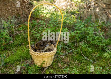 Cestino pieno di canterine nere raccolte con franchezza in una foresta nel sud della Svezia. Foto Stock