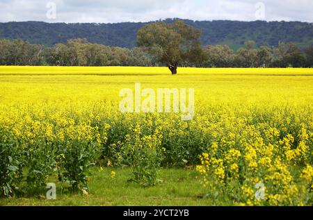 Un albero solitario si trova nel mezzo di un campo di canola in piena fioritura in primavera in Australia Foto Stock