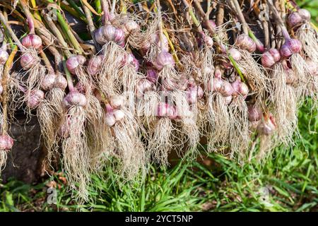 Appena raccolti bulbi di aglio essiccamento sull'erba verde. Nutrizione Vegetariana Foto Stock