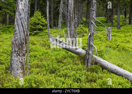 Foresta di Brocken, Parco Nazionale di Harz, Sassonia-Anhalt, Germania Foto Stock