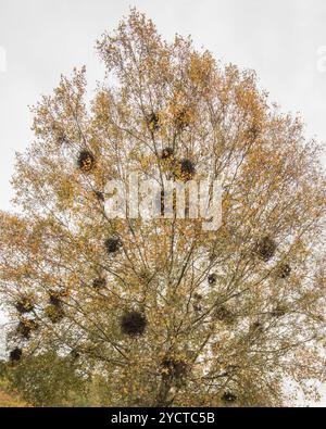 Betulla d'argento, Betula pendula, con diverse deformità in grumi probabilmente causate da un fungo (Taphrina betulina), visto sul sentiero del canale vicino a Skipton. Foto Stock