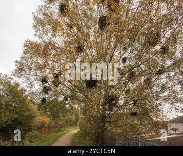 Betulla d'argento, Betula pendula, con diverse deformità in grumi probabilmente causate da un fungo (Taphrina betulina), visto sul sentiero del canale vicino a Skipton. Foto Stock