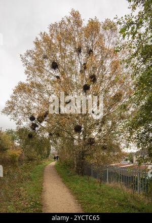 Betulla d'argento, Betula pendula, con diverse deformità in grumi probabilmente causate da un fungo (Taphrina betulina), visto sul sentiero del canale vicino a Skipton. Foto Stock