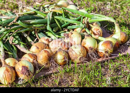 Appena scavato organico di essiccazione di cipolla sull'erba in estate giornata di sole Foto Stock