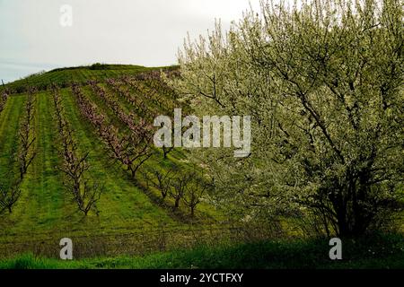 Paesaggio primaverile e fioritura dell'Appennino emiliano-romagnolo, Italia Foto Stock