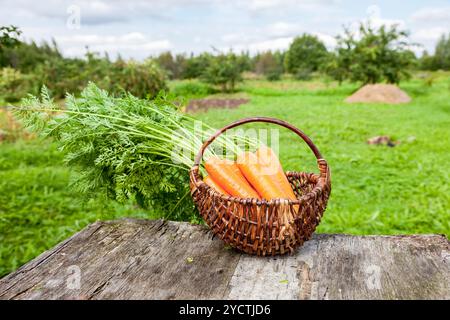 Legno cesto di vimini con le carote fresche con foglie sul vecchio tavolo in legno Foto Stock