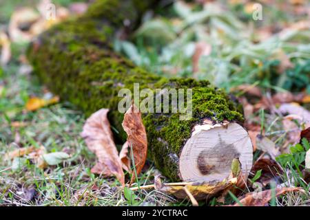 Un tronco ricoperto di muschio verde rigoglioso è adagiato sul terreno in un tranquillo ambiente naturale, contribuendo al bellissimo paesaggio Foto Stock