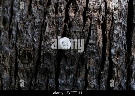 Guscio di lumaca sulla corteccia di un albero nella foresta. Sfondo naturale. Foto Stock