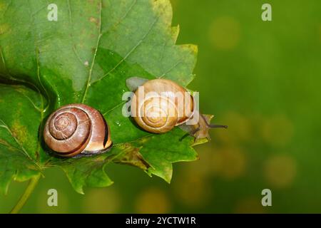 Due diverse lumache boschetto, lumache dalle labbra marroni (Cepaea nemoralis) senza e con fasce scure. Su una foglia d'uva. Famiglia Helicidae. Giardino olandese autunno Foto Stock