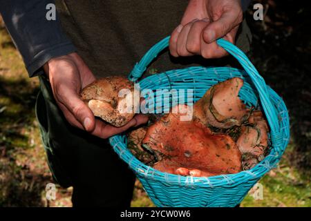 Un uomo regge un cesto pieno di rovelloni, il nome catalano dei funghi di pino rosso, appena raccolti nei boschi della Catalogna, in Spagna Foto Stock