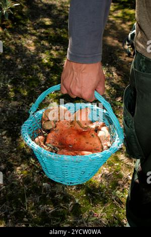 primo piano di un uomo con un cesto pieno di rovelloni appena raccolti, tipici funghi autunnali molto apprezzati in Catalogna, Spagna, nei boschi Foto Stock