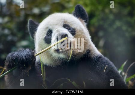 Vista frontale ravvicinata di un panda gigante (Ailuropoda melanoleuca) Foto Stock