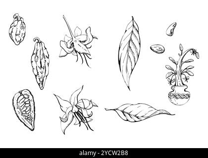Natura tropicale esotico caffè cacao cacao ramo di albero, fiori foglie fagioli cialde di semi. Set di illustrazioni isolate con vettore di inchiostro disegnato a mano. Design da viaggio Illustrazione Vettoriale
