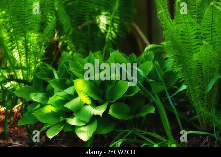 Piante di Hosta, giardino e terreno in primavera per la crescita, felci o terreno fertile per foglie, arbusti e cespugli. Terra, paesaggio e alberi con fogliame verde Foto Stock