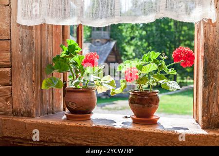 Geranio fiori rossi sulla finestra della vecchia struttura rurale casa in legno in giornata di sole Foto Stock