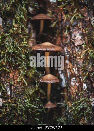 tre funghi che crescono da un albero Foto Stock