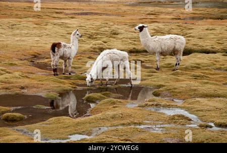 Tre Alpaca, Lama, Vicunas in Bolivia, riflessioni di Alpaca pascolano nel deserto di Atacama, animali che si rilassano, si rilassano, si rilassano e si rilassano Foto Stock