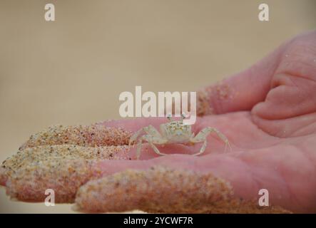 Granchio piccolo in mano, granchio da spiaggia di sabbia, granchio piccolo carino Foto Stock