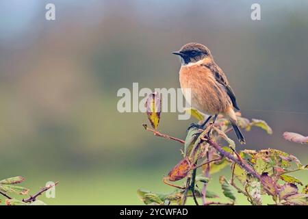 Comune o europeo Stonechat (Saxicola rubicola) un maschio autunnale arroccato su Bramble, Cornovaglia, Regno Unito. Foto Stock