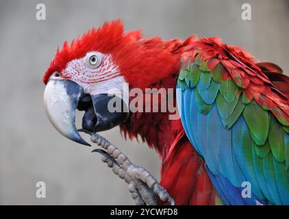Red Macaw pulisce i suoi artigli con becco e lingua, piume rosse, blu e verdi, guardando a lato Foto Stock