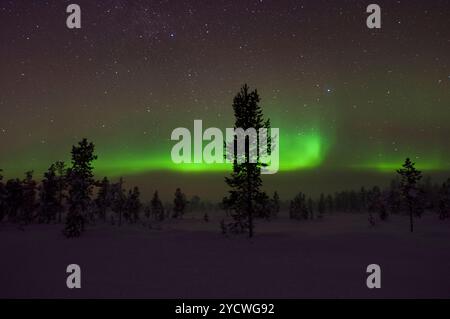 Aurora boreale Svezia, Parco Nazionale di Abisko, pini di fronte all'aurora boreale, Circolo Polare Artico, aurora boreale verde, cielo stellato, in mezzo al vento Foto Stock